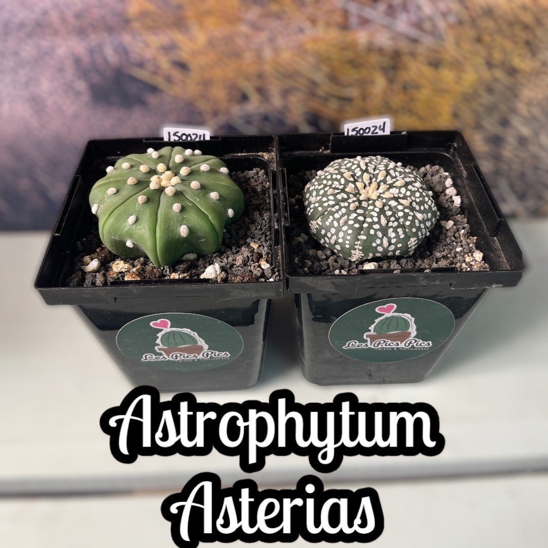 Astrophytum Asterias Star Shape