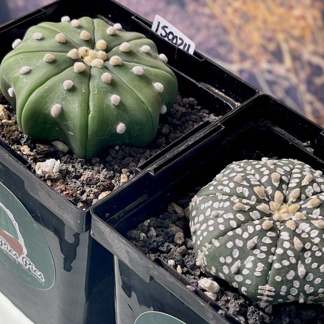 Astrophytum Asterias Star Shape