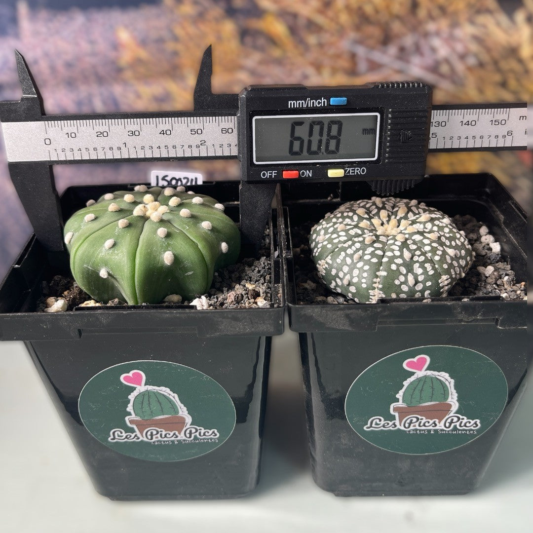 Astrophytum Asterias Star Shape