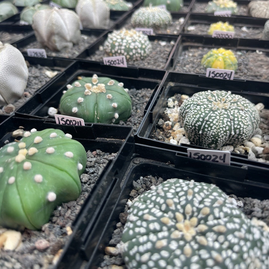 Astrophytum Asterias Star Shape