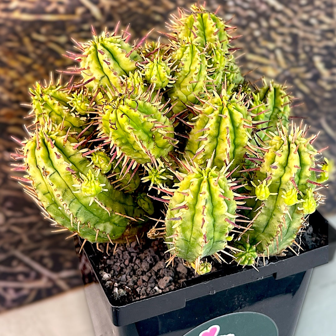 Euphorbia Enopla Variegata