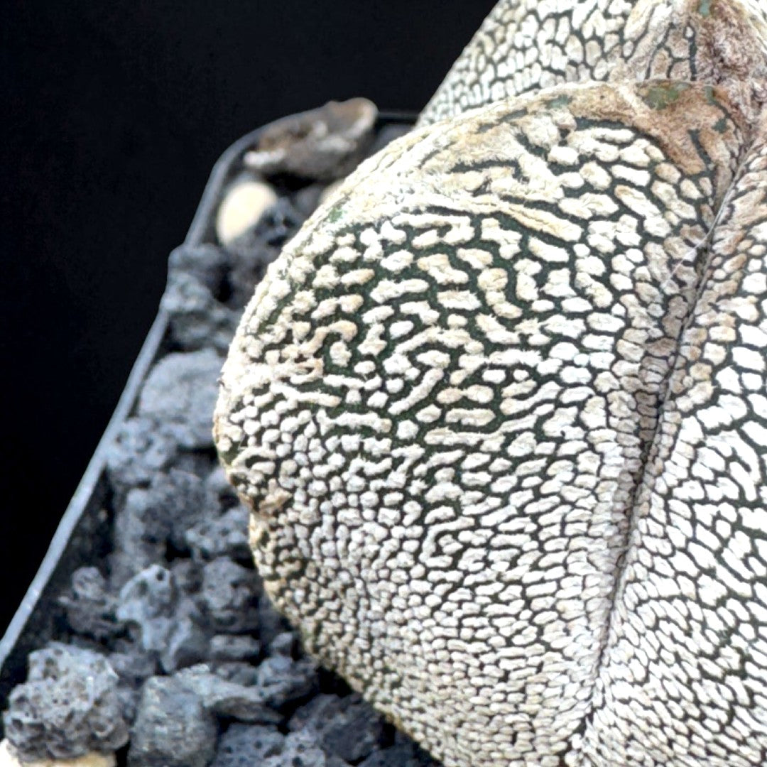 Astrophytum Myriostigma cv. Onzuka