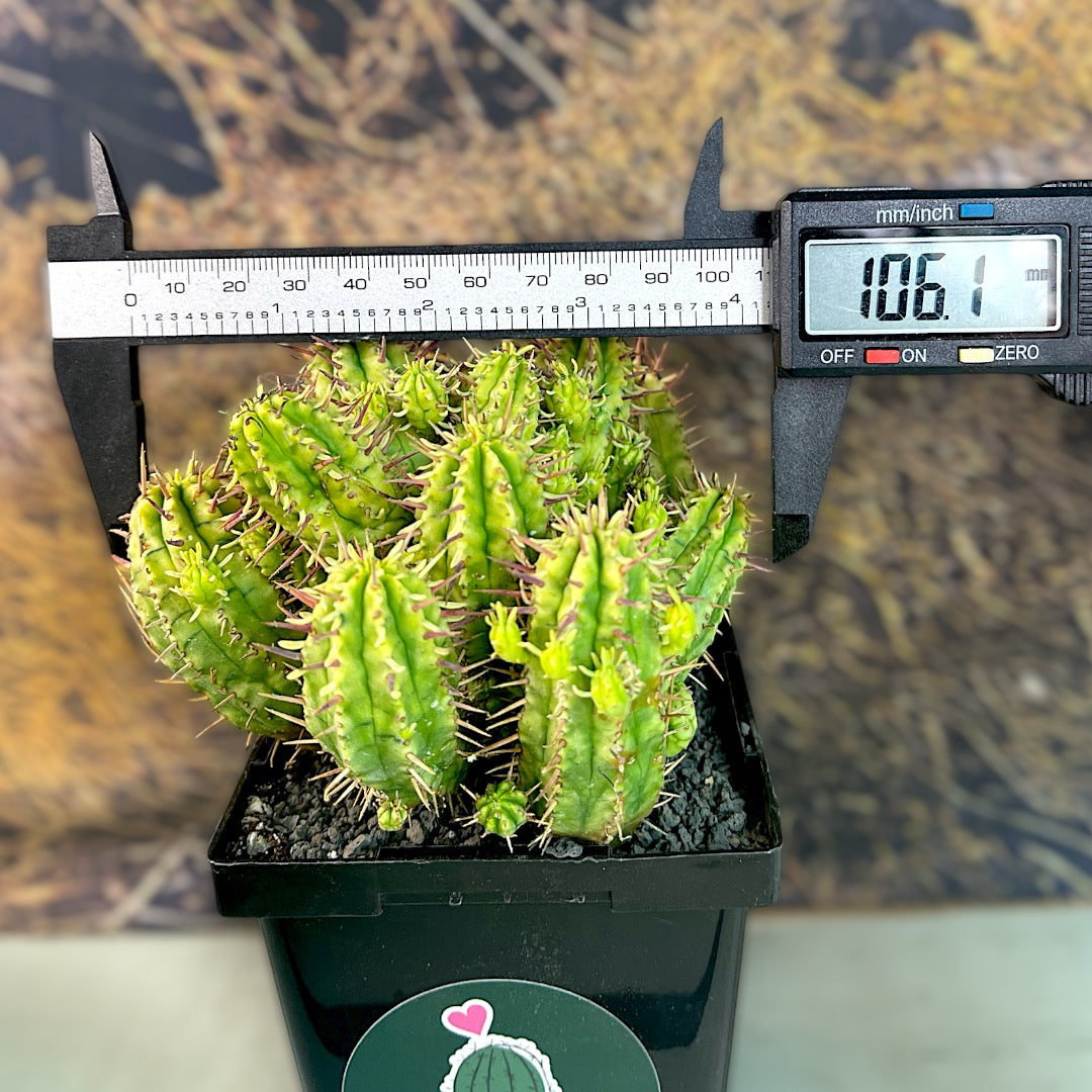 Euphorbia Enopla Variegata