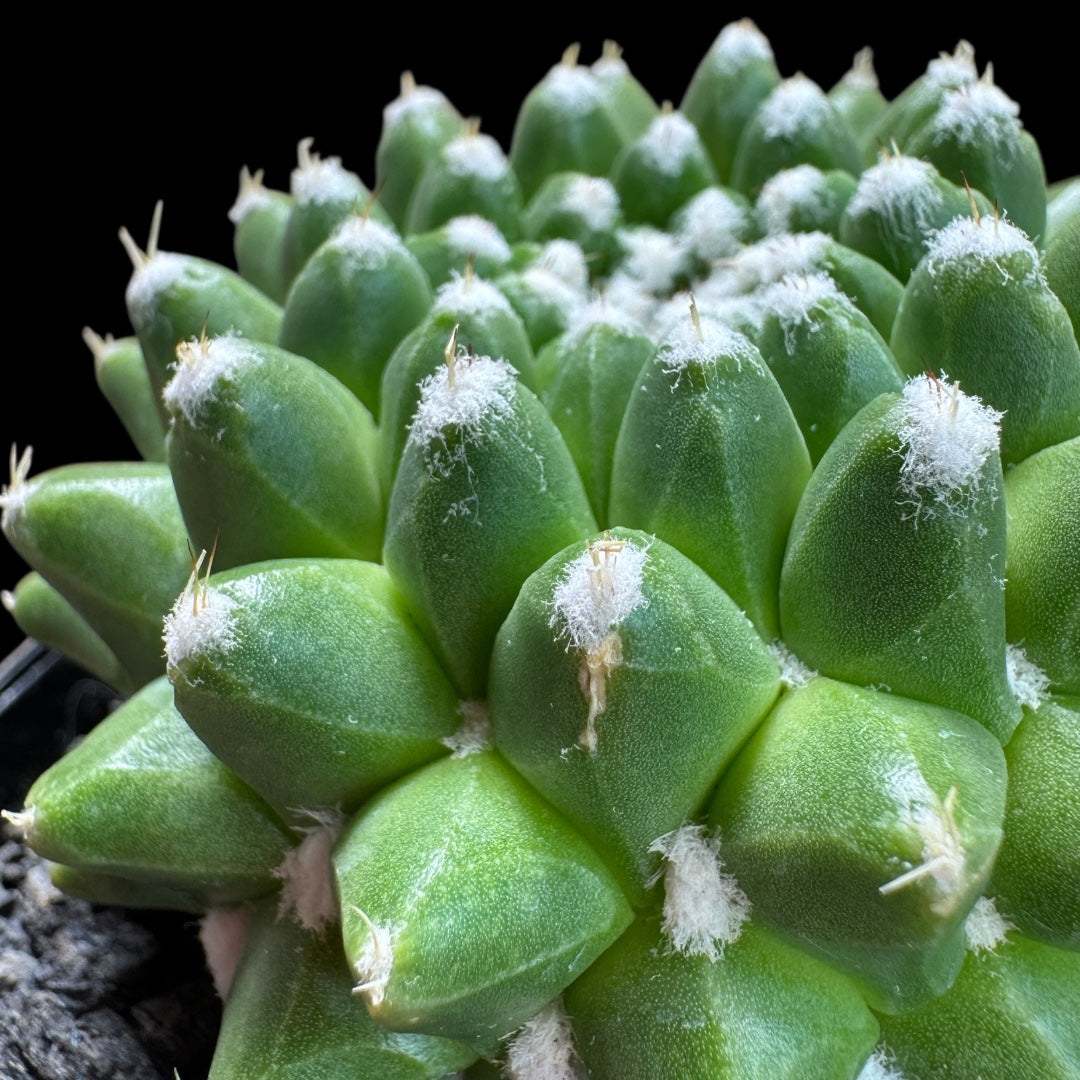 Mammillaria Vagaspina