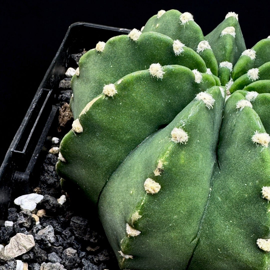 Echinopsis Subdenudata