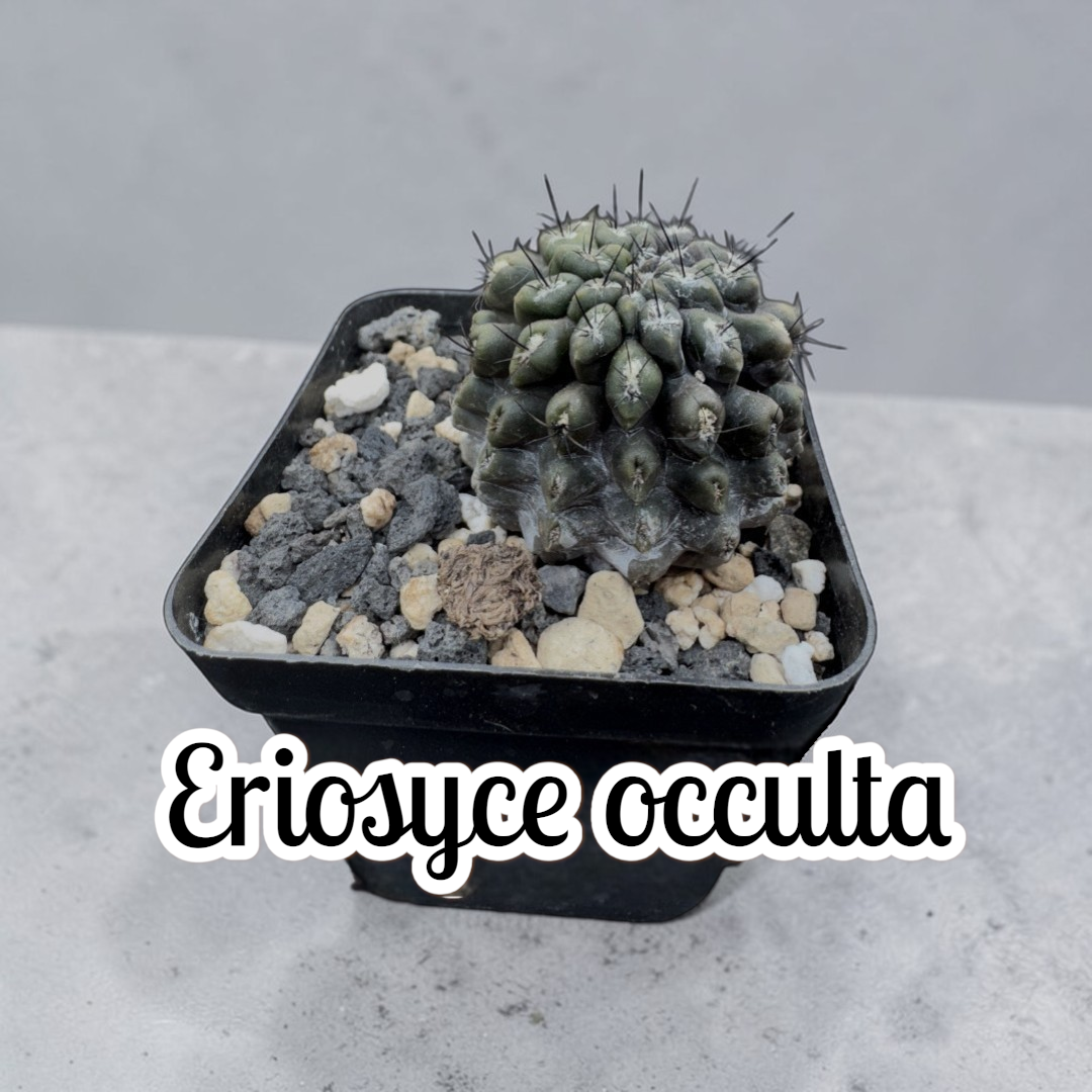 Eriosyce Occulta – LesPicsPics