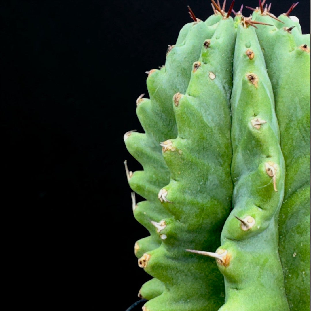 Euphorbia Fruticosa Inermis