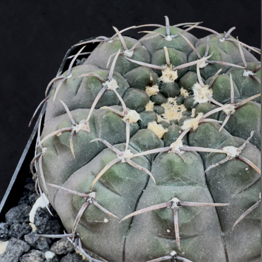 Gymnocalycium riojense