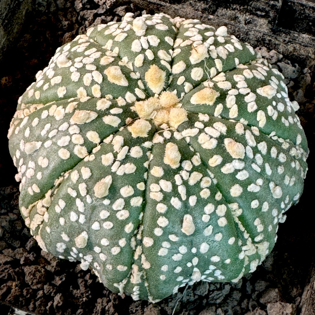 Astrophytum Asterias Superkabuto