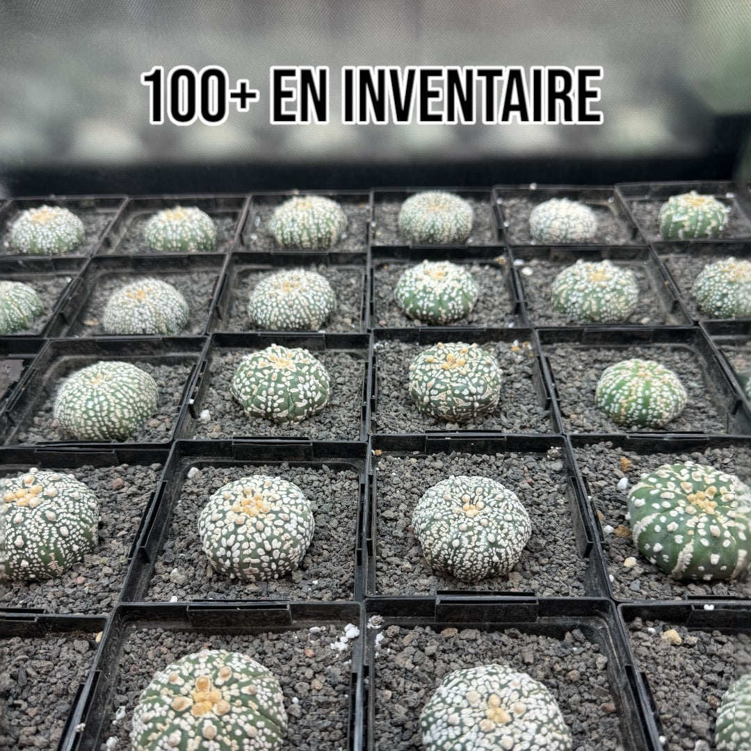 Astrophytum Asterias Superkabuto