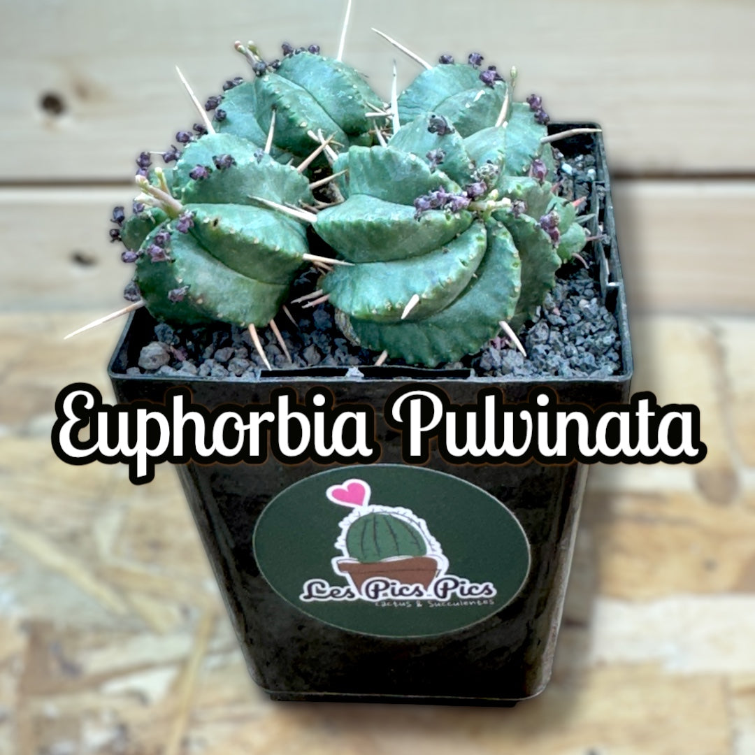 Euphorbia Pulvinata