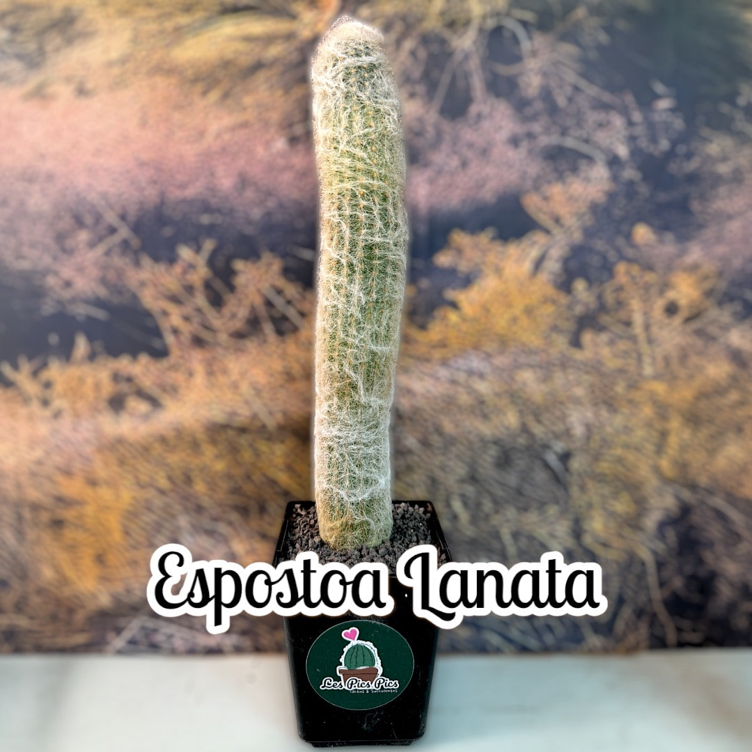 Espostoa Lanata