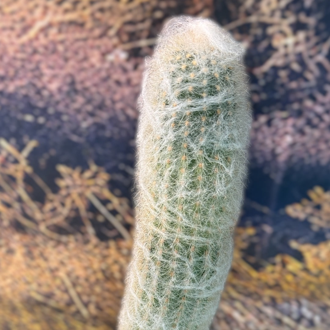 Espostoa Lanata