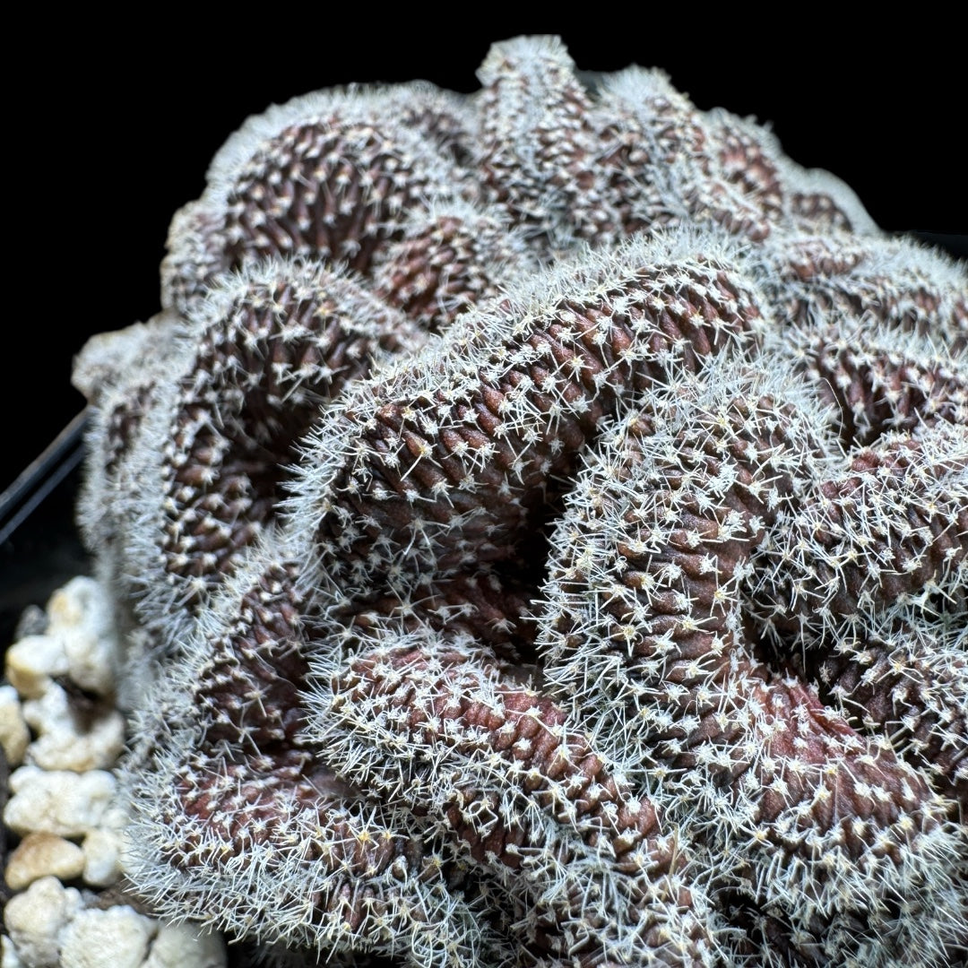 Echinopsis Schick Cristata
