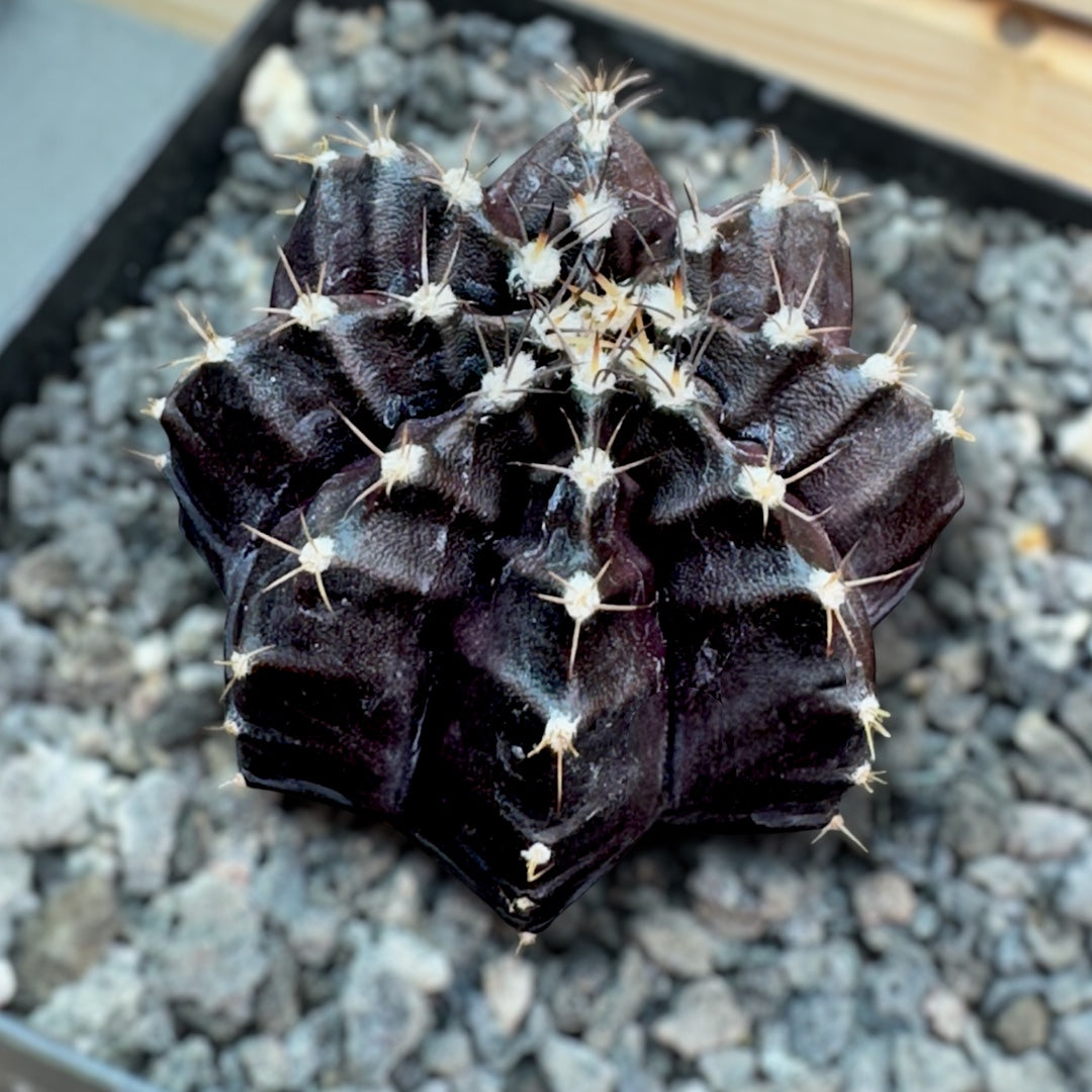 Gymnocalycium Mihanovichii BLACK WIDOW