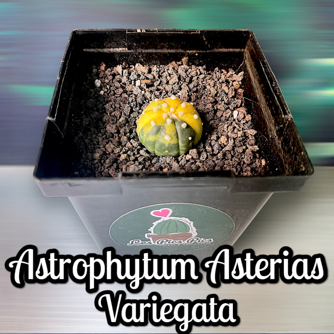 Astrophytum Asterias Variegata