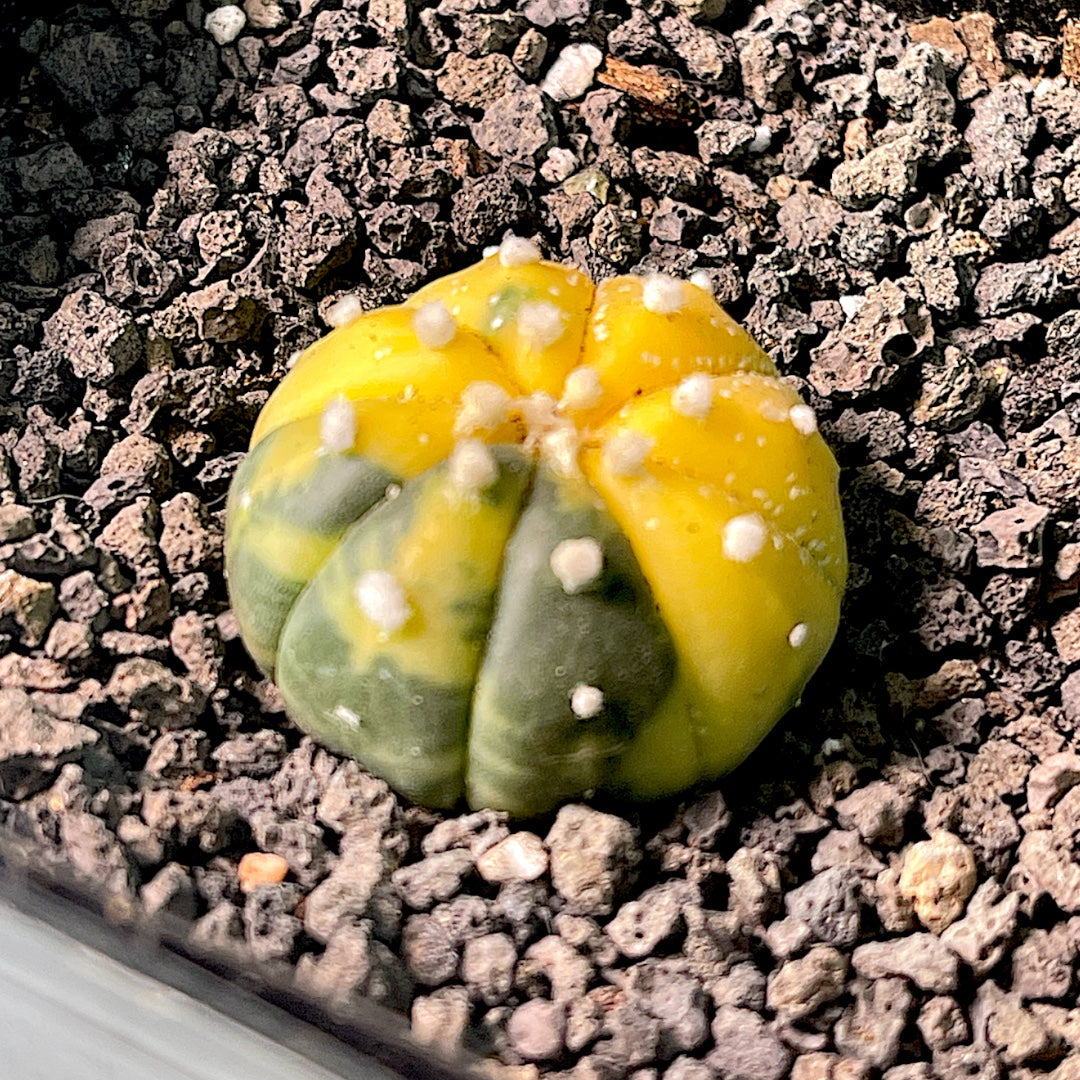 Astrophytum Asterias Variegata