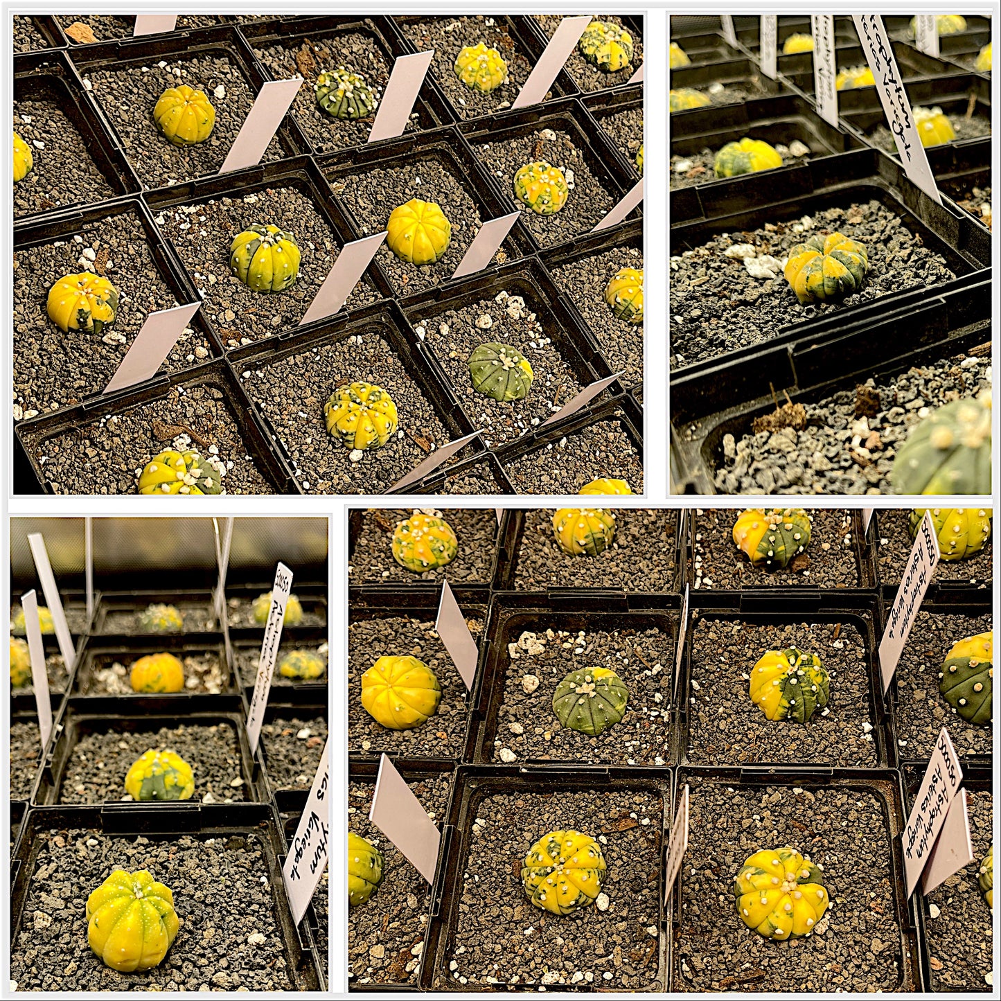 Astrophytum Asterias Variegata