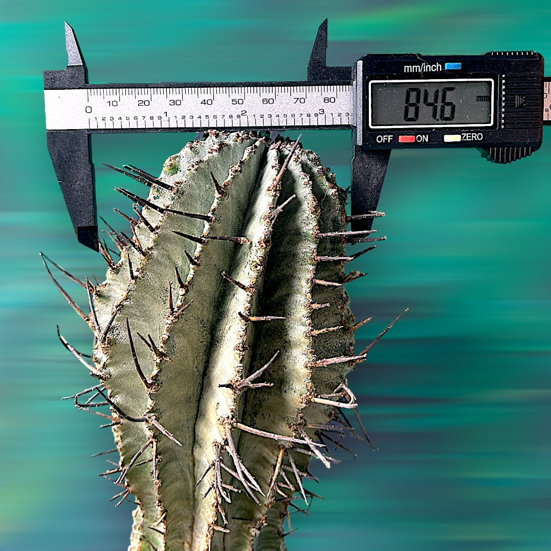 Euphorbia Horrida