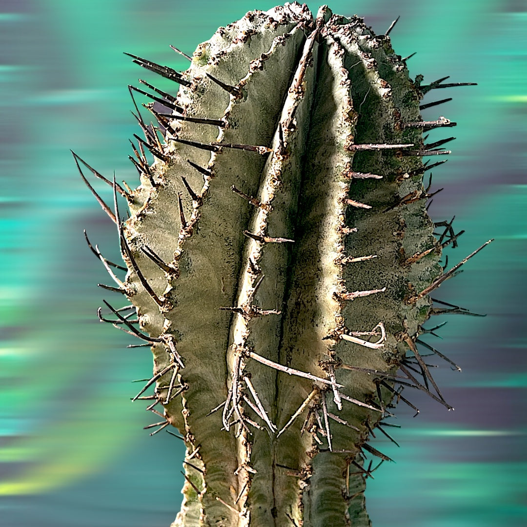 Euphorbia Horrida