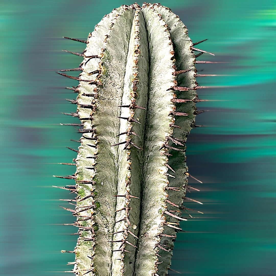 Euphorbia Horrida