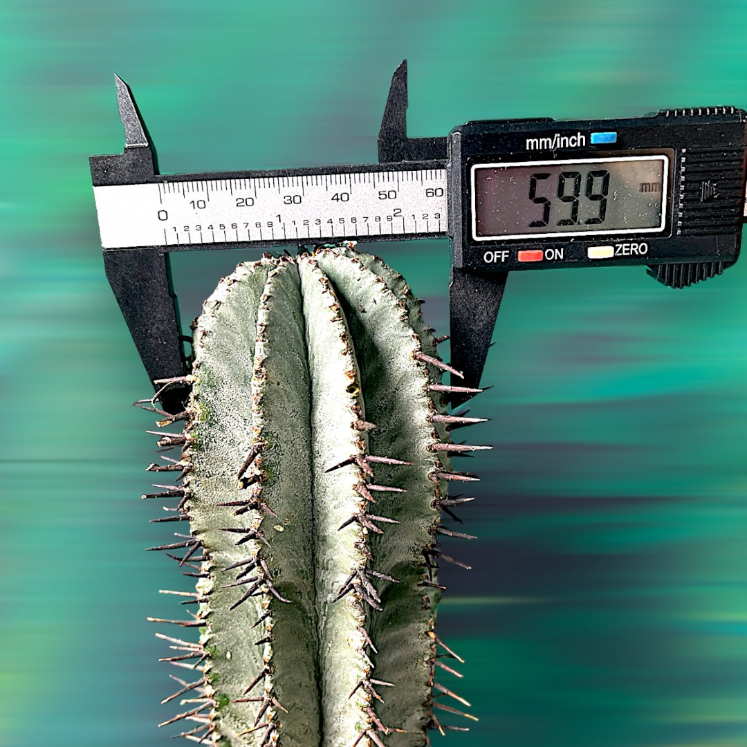 Euphorbia Horrida
