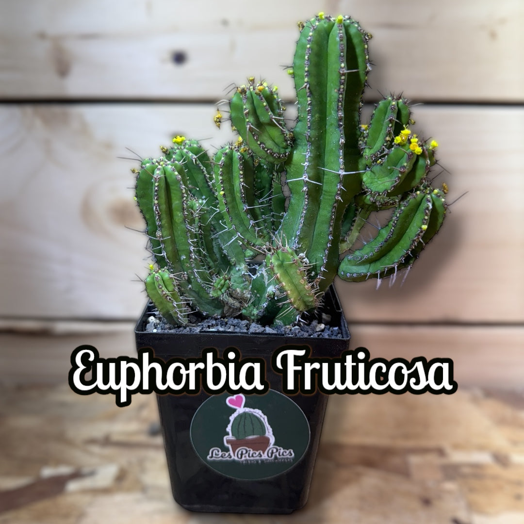 Euphorbia Fruticosa