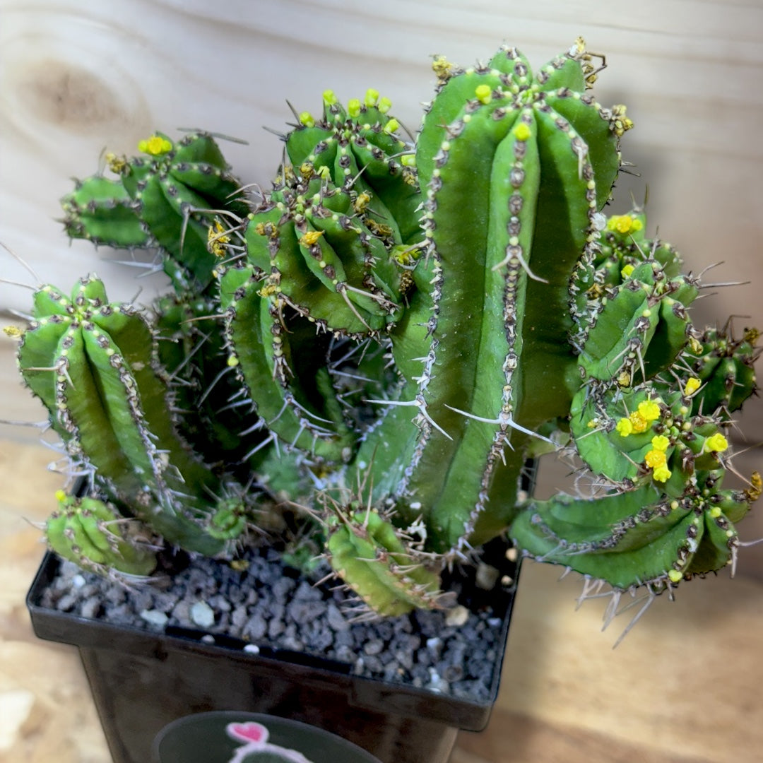 Euphorbia Fruticosa