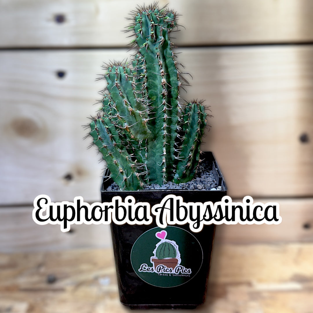 Euphorbia Abyssinica