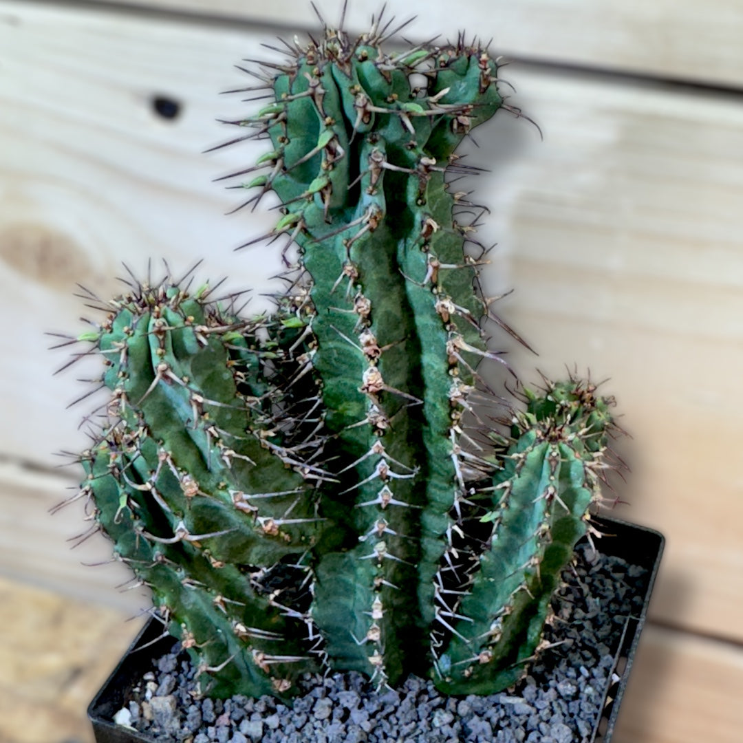 Euphorbia Abyssinica