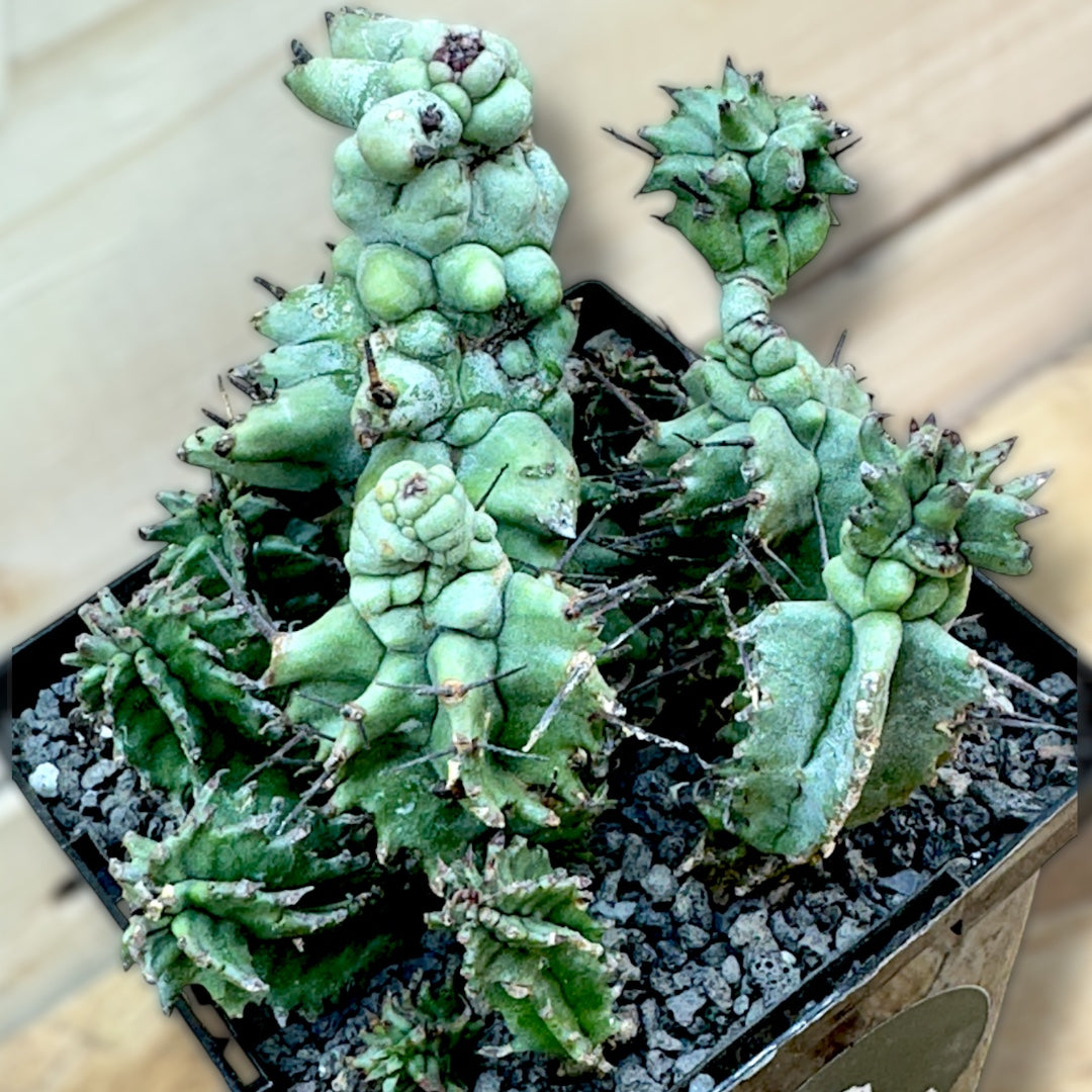 Euphorbia Polygona f. Monstrose