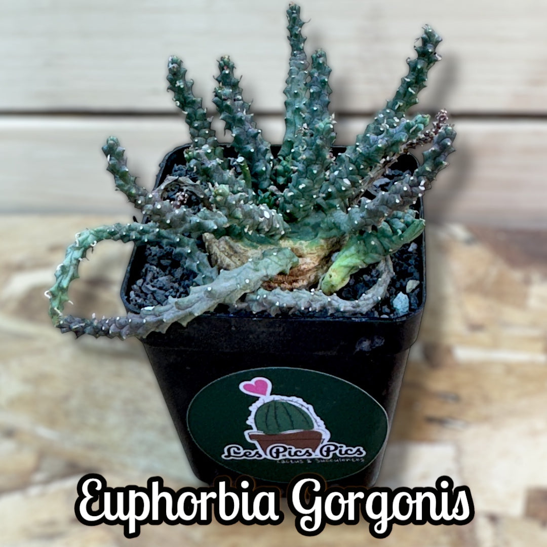 Euphorbia Gorgonis