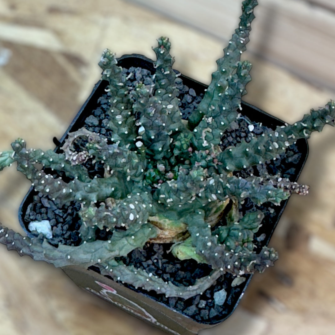 Euphorbia Gorgonis