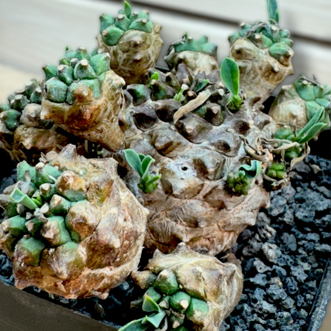 Euphorbia Japonica