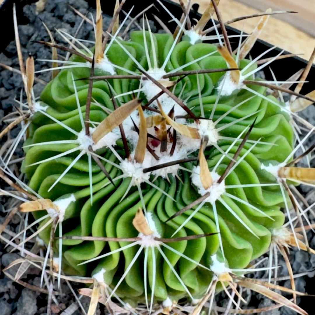 Stenocactus Multicostatus