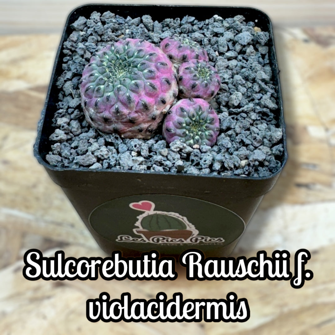 Sulcorebutia Rauschii f. violacidermis