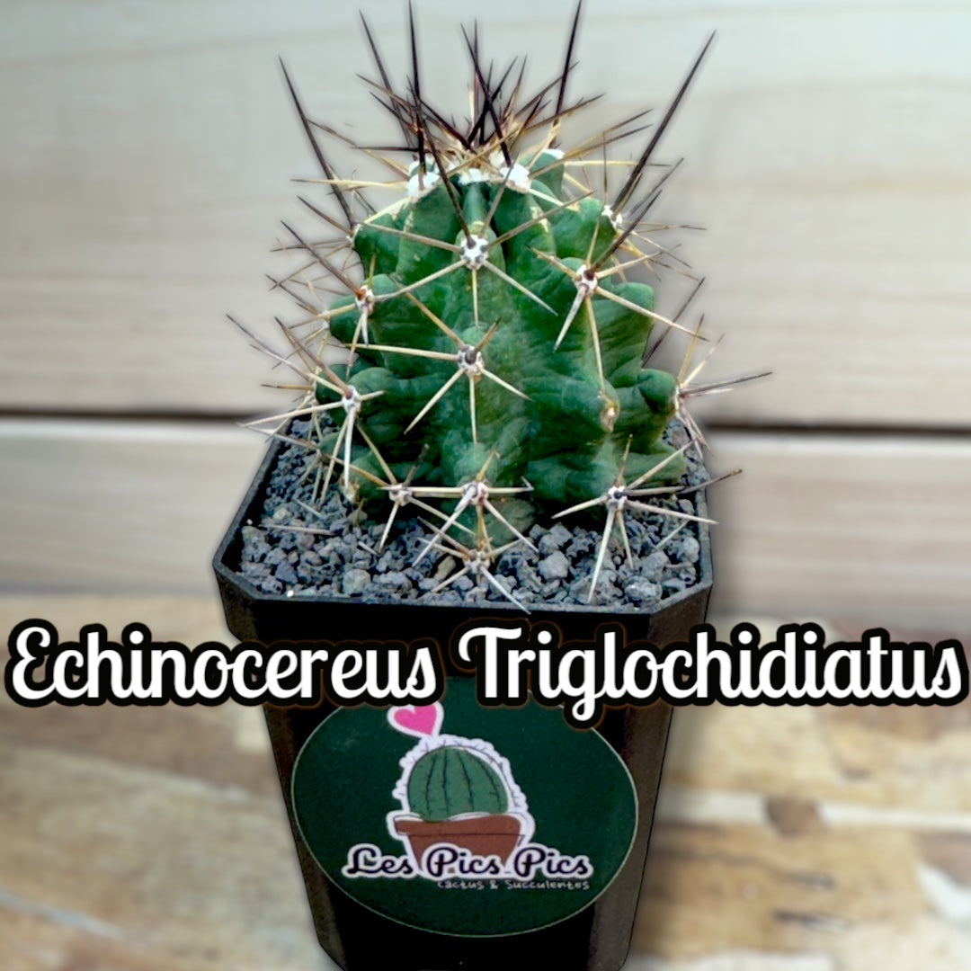 Echinocereus Triglochidiatus