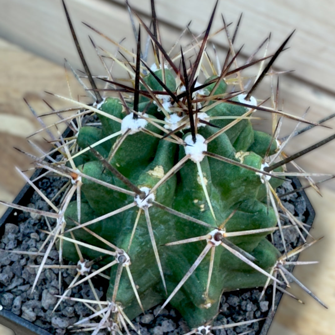 Echinocereus Triglochidiatus