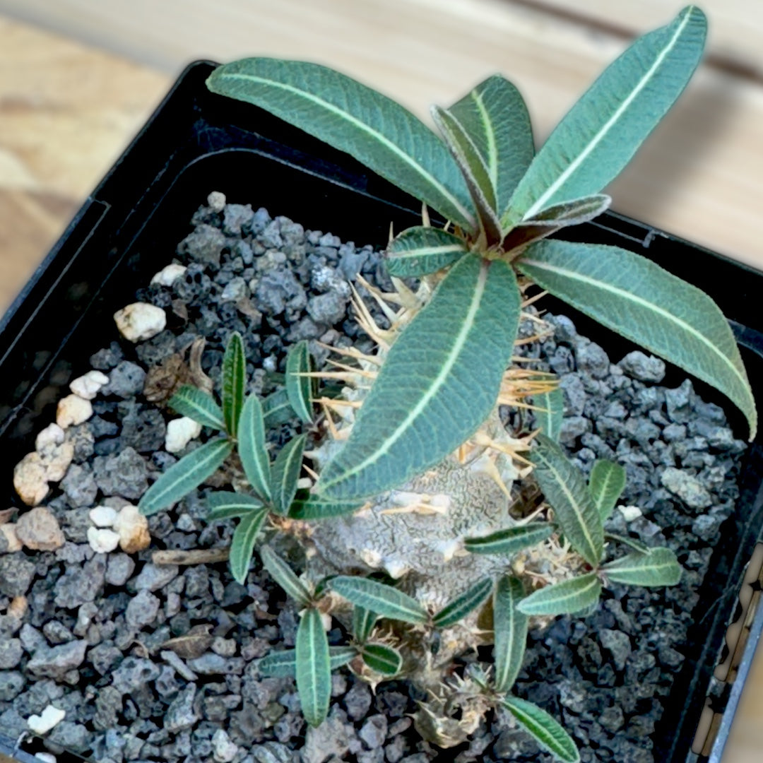 Pachypodium Cactipes