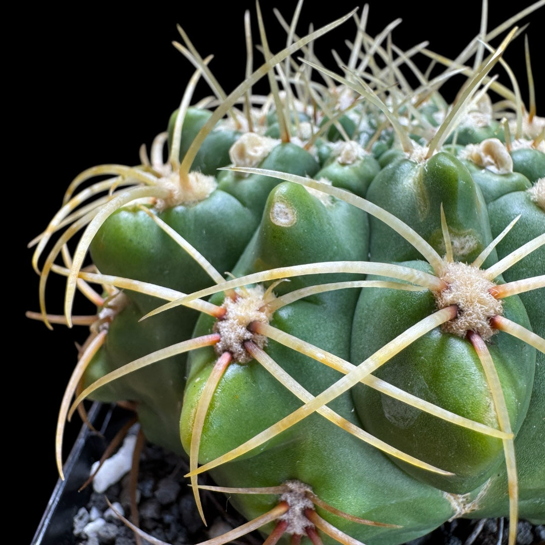 Gymnocalycium Monvillei