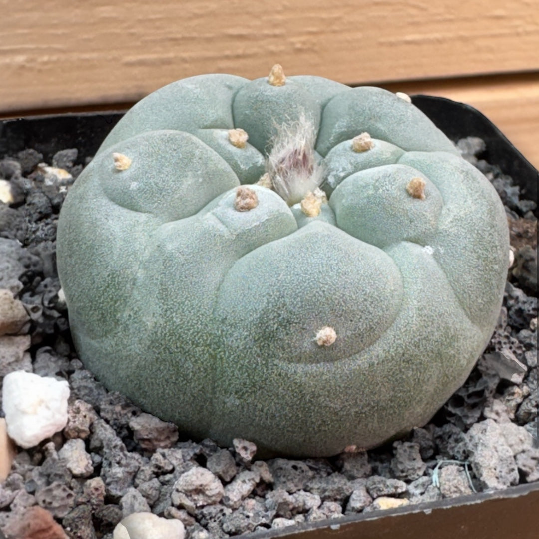 Lophophora Fricii