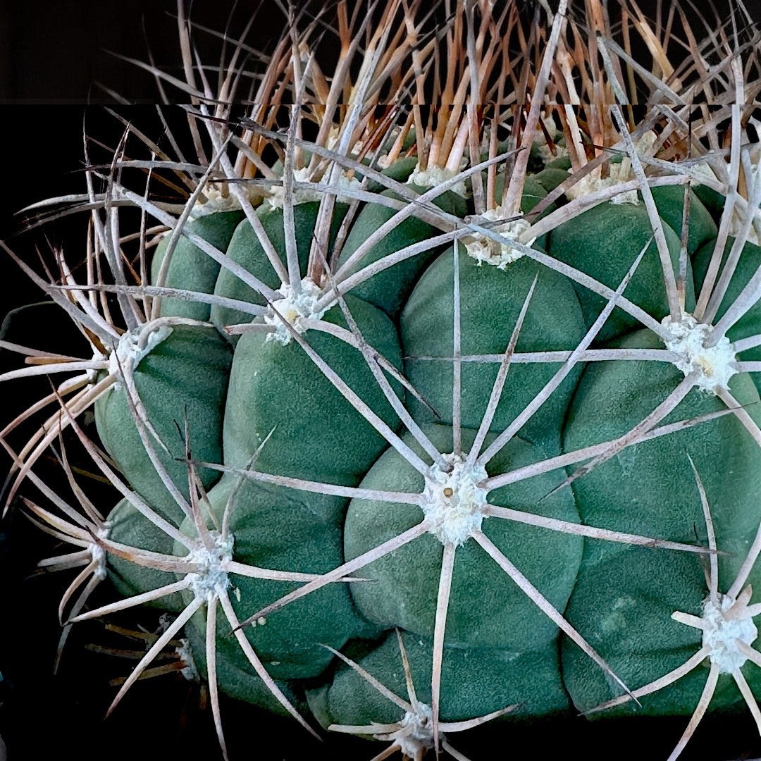 Gymnocalycium Saglionis