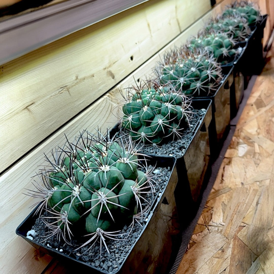 Gymnocalycium Saglionis
