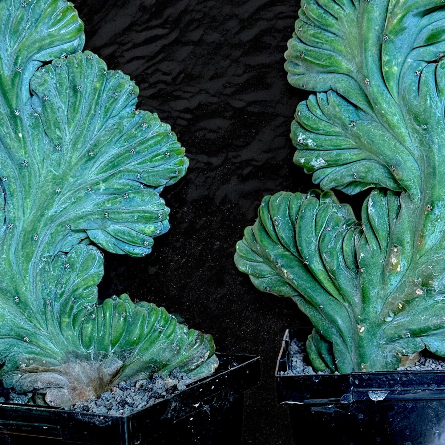 Myrtillocactus Geometrizans Cristata (Grand format)