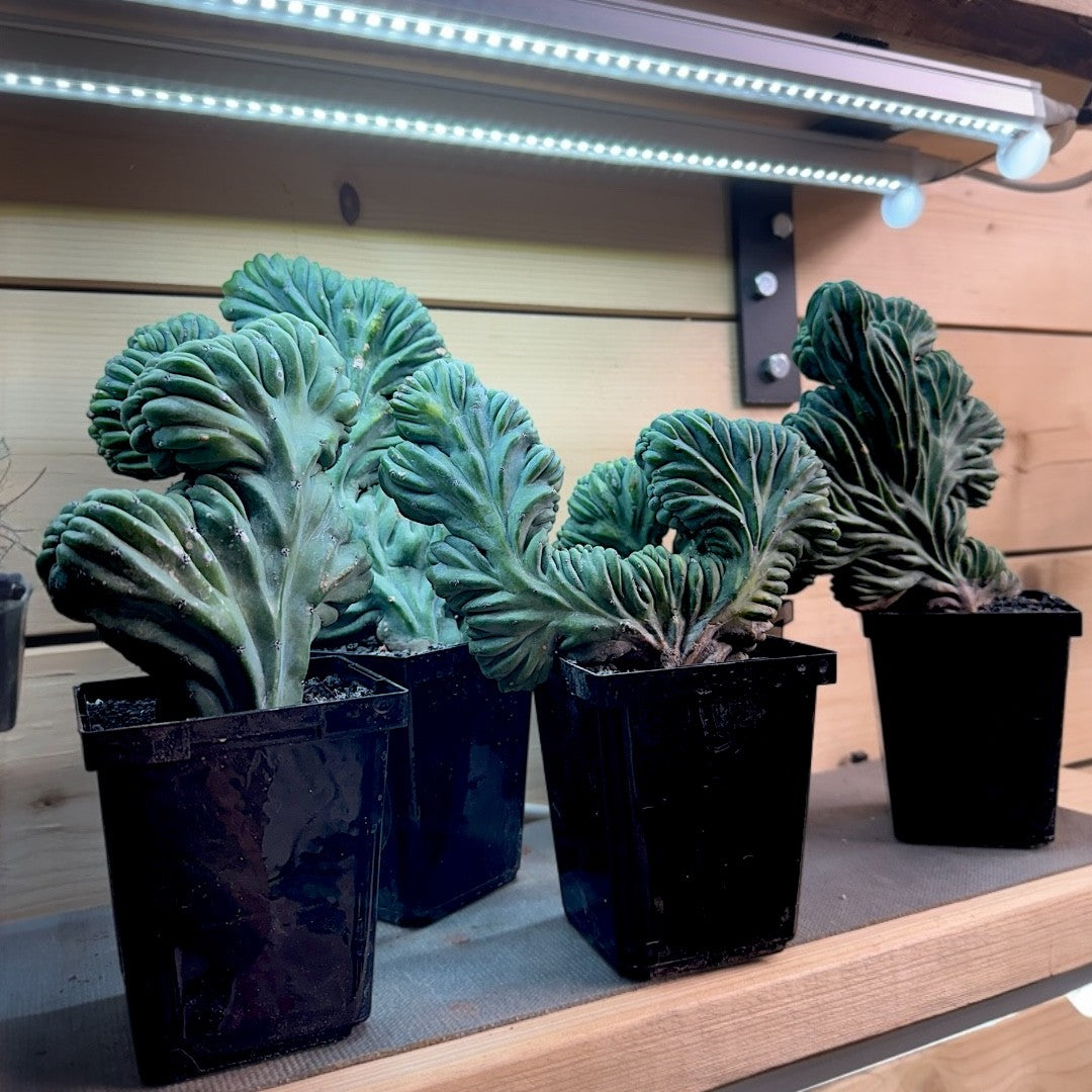 Myrtillocactus Geometrizans Cristata (Grand format)