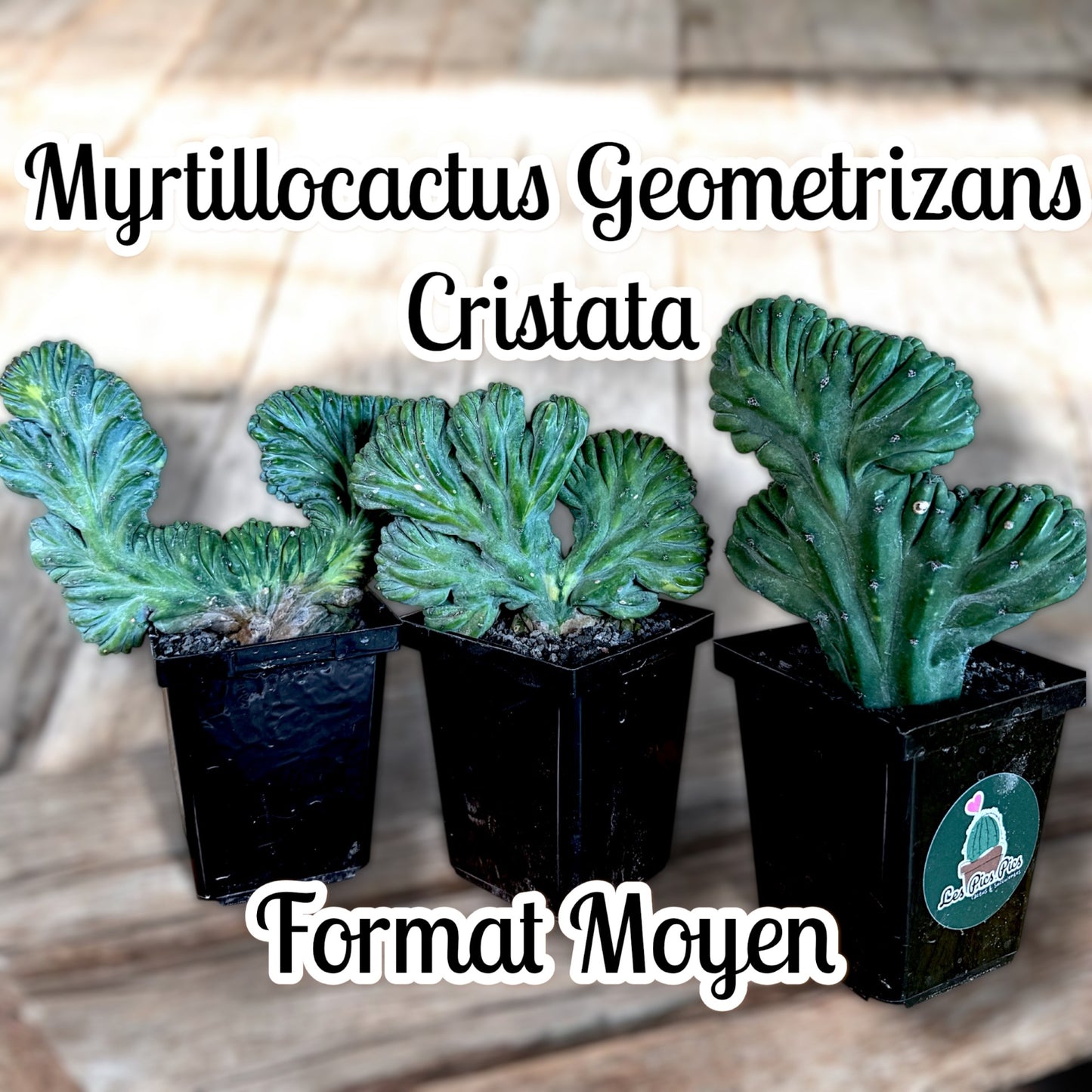 Myrtillocactus Geometrizans Cristata (Format Moyen)