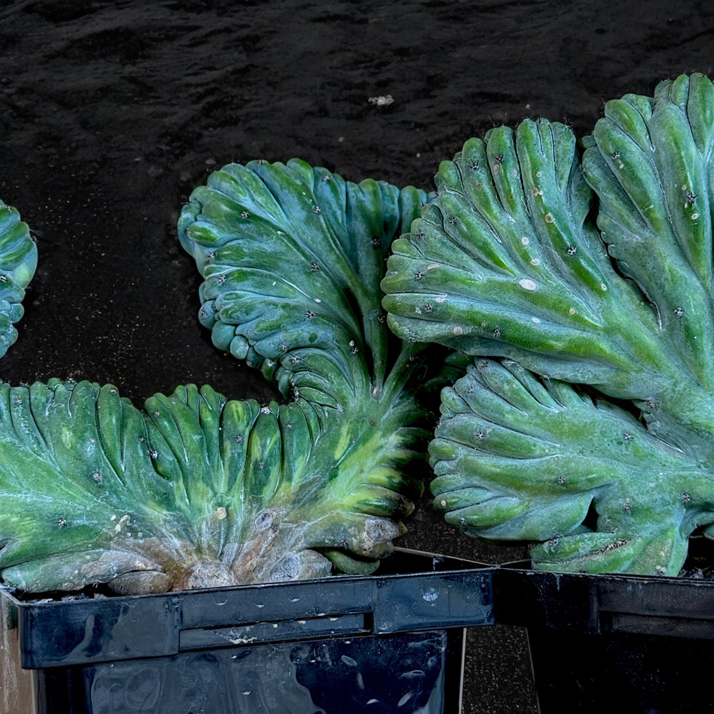 Myrtillocactus Geometrizans Cristata (Format Moyen)