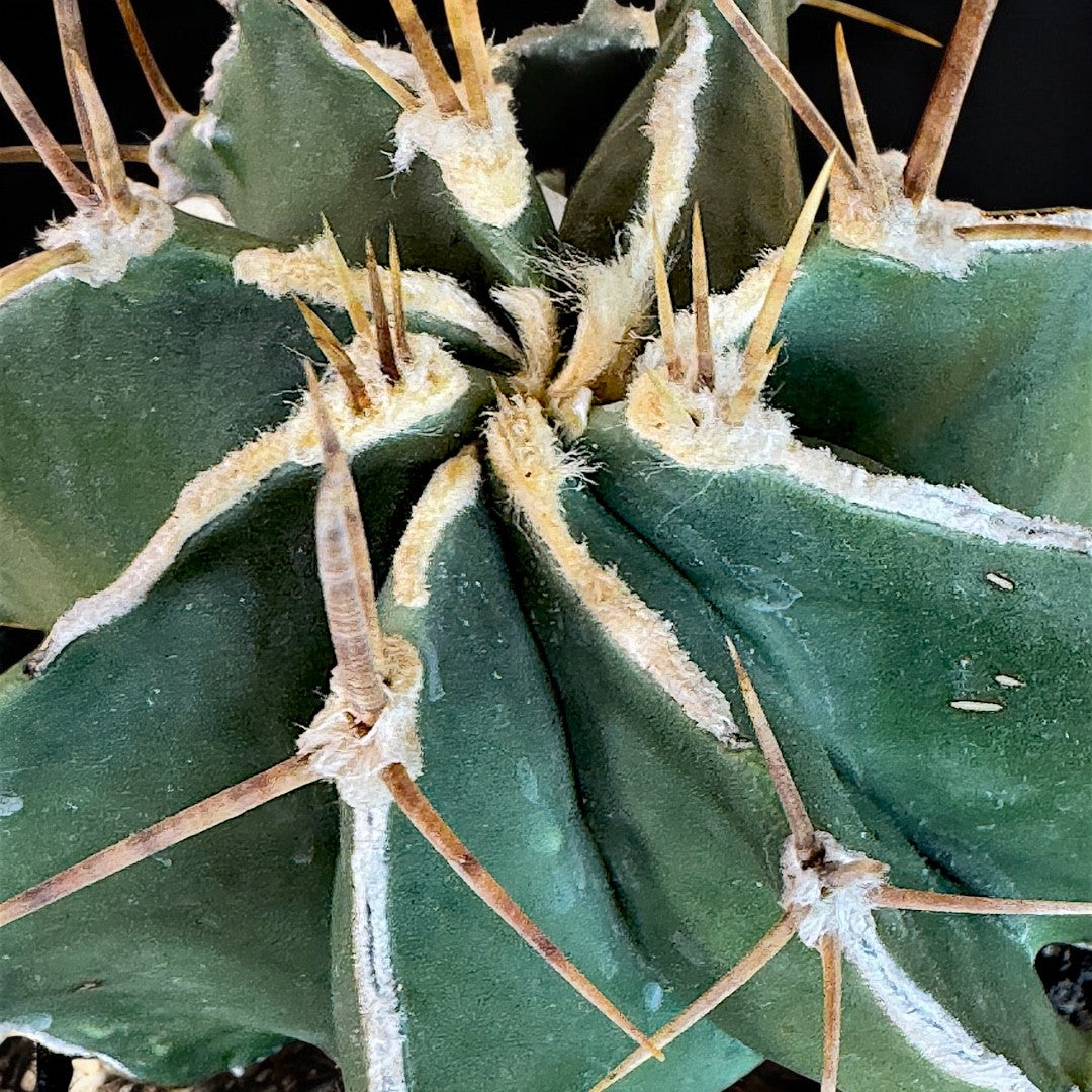 Astrophytum Ornatum