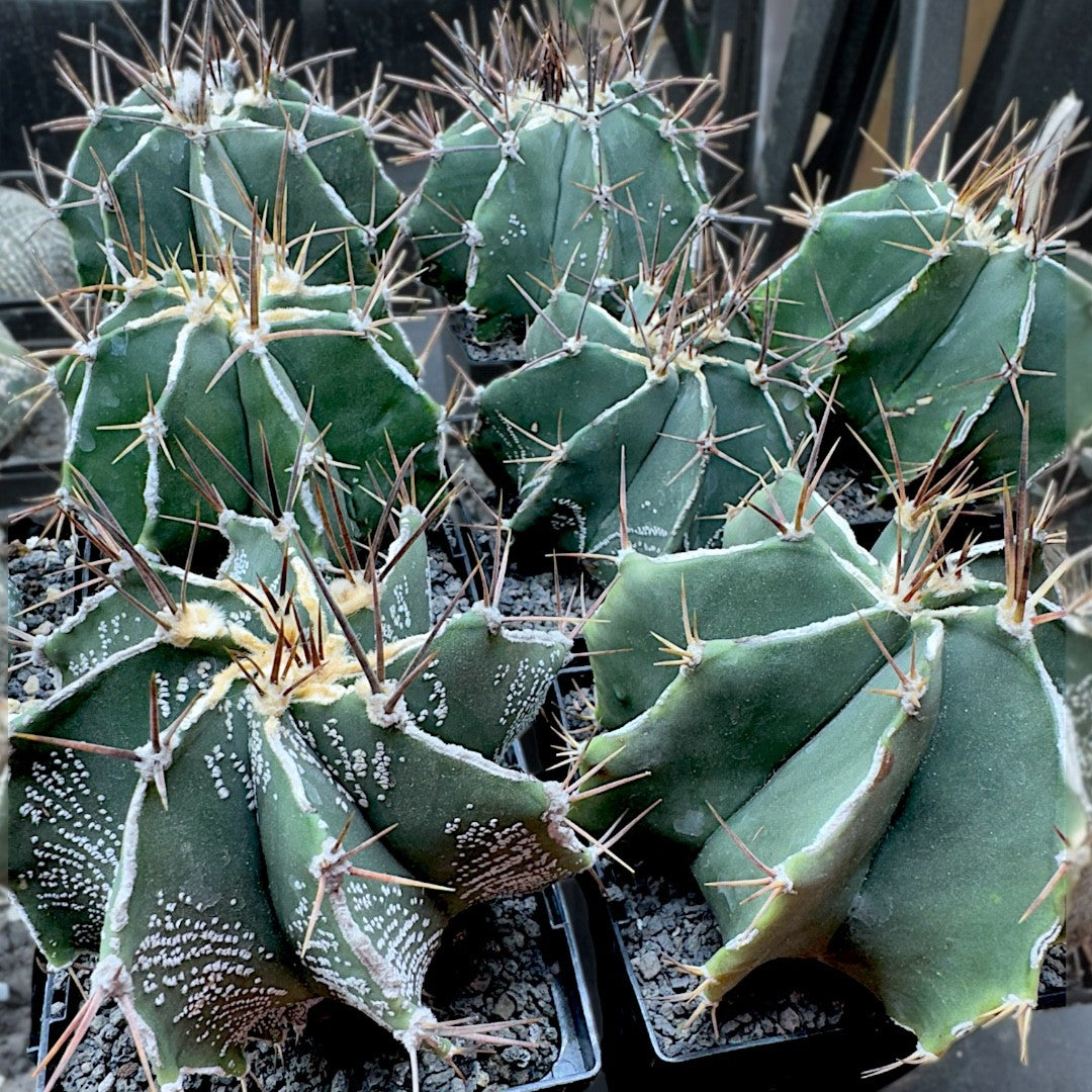 Astrophytum Ornatum
