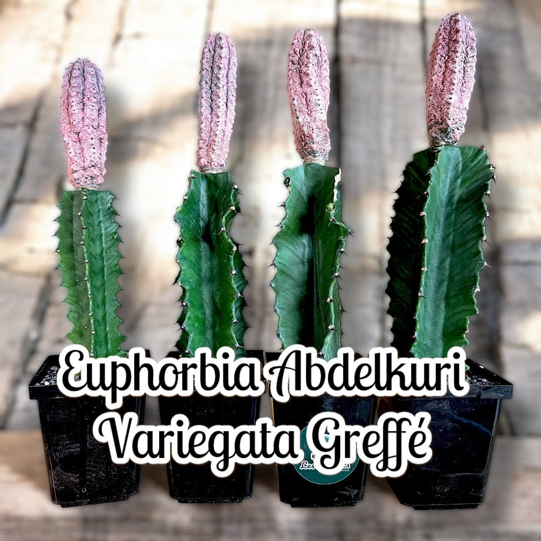 Euphorbia Abdelkuri Variegata 'Damask'